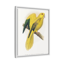Golden or Queen Bavaria's Parrot (Guaruba guarouba) colored wood-engraved plate by Alexander Francis Lydon.