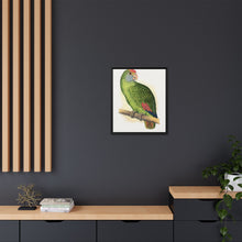 Dufresne's Amazon (Amazona dufresniana) colored wood-engraved plate by Alexander Francis Lydon