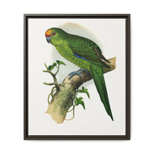 Golden-Crowned Parrakeet (Cyanoramphus auriceps) colored wood-engraved plate by Alexander Francis Lydon - NOMADEN ART GALLERY