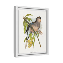 Bourke's Parrakeet (Neopsephotus bourkii) colored wood-engraved plate by Alexander Francis Lydon.