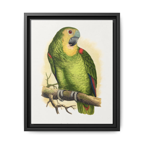 Blue-Fronted Amazon (Amazona aestiva) colored wood-engraved plate by Alexander Francis Lydon - NOMADEN ART GALLERY