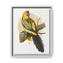 Yellow-Rumped Parrakeet (Platycercus elegans flaveolus) colored wood-engraved plate by Alexander Francis Lydon. - NOMADEN ART GALLERY