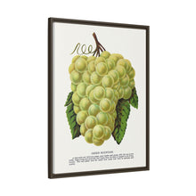 Green Mountain grape lithograph. Digitally enhanced from our own original 1900 edition plates of Botanical Specimen published by Rochester Lithographing