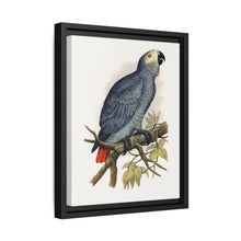 Grey Parrot (Psittacus erithacus) colored wood-engraved plate by Alexander Francis Lydon. - NOMADEN ART GALLERY