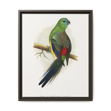 Blood or Red-Rumped Parrakeet (Psephotus haematonotus) colored wood-engraved plate by Alexander Francis Lydon - NOMADEN ART GALLERY