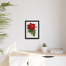 Red rose, Alfred Colomb lithograph. Digitally enhanced from our own original 1900 edition plates of Botanical Specimen published by Rochester Lithographing