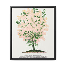 Purple Fringe tree lithograph. Digitally enhanced from our own original 1900 edition plates of Botanical Specimen published by Rochester Lithographing - NOMADEN ART GALLERY