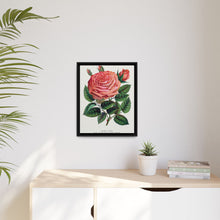 Pink rose, Glorie de Dijon lithograph. Digitally enhanced from our own original 1900 edition plates of Botanical Specimen published by Rochester Lithographing