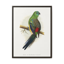 Blood or Red-Rumped Parrakeet (Psephotus haematonotus) colored wood-engraved plate by Alexander Francis Lydon - NOMADEN ART GALLERY