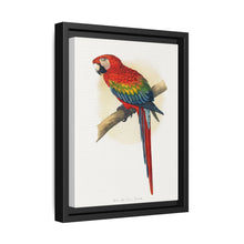 Red and Blue Macaw (Ara macao) colored wood-engraved plate by Alexander Francis Lydon - NOMADEN ART GALLERY