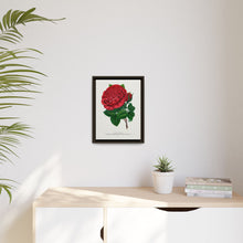 Red rose, American Beauty lithograph. Digitally enhanced from our own original 1900 edition plates of Botanical Specimen published by Rochester Lithographing