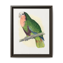 Red-Throated White-Fronted Amazon (Amazona leucocephala) colored wood-engraved plate by Alexander Francis Lydon. - NOMADEN ART GALLERY