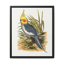 Cockatiel (Nymphicus hollandicus) colored wood-engraved plate by Alexander Francis Lydon - NOMADEN ART GALLERY