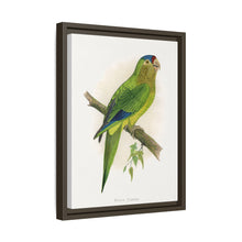 Petz's Conure (Aratinga canicularis) colored wood-engraved plate by Alexander Francis Lydon