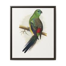 Blood or Red-Rumped Parrakeet (Psephotus haematonotus) colored wood-engraved plate by Alexander Francis Lydon - NOMADEN ART GALLERY