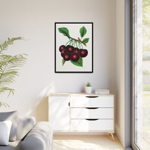 Black Tartarian cherry lithograph. Digitally enhanced from our own original 1900 edition plates of Botanical Specimen published by Rochester Lithographing