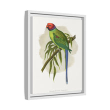 Blossom-Headed Parrakeet (Psittacula roseata) colored wood-engraved plate by Alexander Francis Lydon.