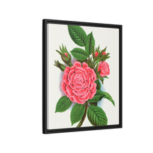 Pink rose, Salet Moss lithograph. Digitally enhanced from our own original 1900 edition plates of Botanical Specimen published by Rochester Lithographing