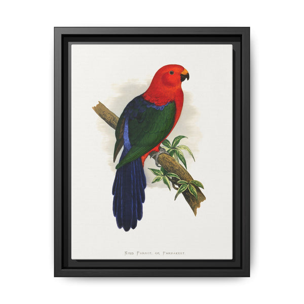 King Parrot (Alisterus scapularis) colored wood-engraved plate by Alexander Francis Lydon - NOMADEN ART GALLERY
