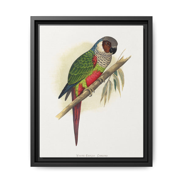 White-Eared Conure (Pyrrhura leucotis) colored wood-engraved plate by Alexander Francis Lydon - NOMADEN ART GALLERY