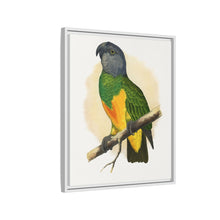 Senegal Parrot (Poicephalus senegalus) colored wood-engraved plate by Alexander Francis Lydon.