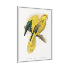 Golden or Queen Bavaria's Parrot (Guaruba guarouba) colored wood-engraved plate by Alexander Francis Lydon.
