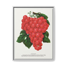 Vergennes grape lithograph. Digitally enhanced from our own original 1900 edition plates of Botanical Specimen published by Rochester Lithographing - NOMADEN ART GALLERY