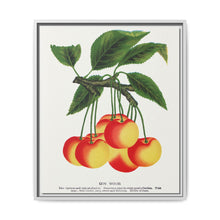 Gov Wood cherry lithograph. Digitally enhanced from our own original 1900 edition plates of Botanical Specimen published by Rochester Lithographing - NOMADEN ART GALLERY