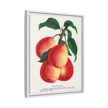 Vermont Beauty pear lithograph. Digitally enhanced from our own original 1900 edition plates of Botanical Specimen published by Rochester Lithographing