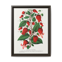Prunus Triloba flower lithograph. Digitally enhanced from our own original 1900 edition plates of Botanical Specimen published by Rochester Lithographing - NOMADEN ART GALLERY
