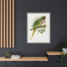 Javan Parrakeet (Psittacula alexandri) colored wood-engraved plate by Alexander Francis Lydon.