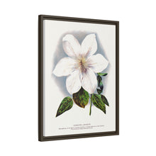 Clematis flower lithograph. Digitally enhanced from our own original 1900 edition plates of Botanical Specimen published by Rochester Lithographing