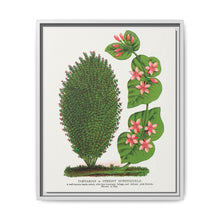Tartarian, Upright Honeysuckle bush lithograph. Digitally enhanced from our own original 1900 edition plates of Botanical Specimen published by Rochester Lithographing - NOMADEN ART GALLERY