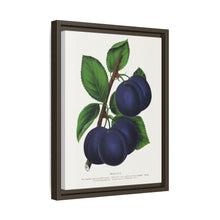 Niagara plum lithograph. Digitally enhanced from our own original 1900 edition plates of Botanical Specimen published by Rochester Lithographing