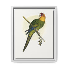 Carolina Parrot (Conuropsis carolinensis) colored wood-engraved plate by Alexander Francis Lydon. - NOMADEN ART GALLERY