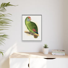 Dufresne's Amazon (Amazona dufresniana) colored wood-engraved plate by Alexander Francis Lydon