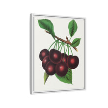 Black Tartarian cherry lithograph. Digitally enhanced from our own original 1900 edition plates of Botanical Specimen published by Rochester Lithographing
