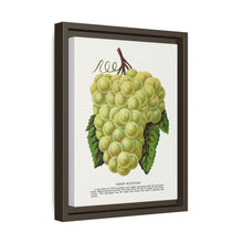 Green Mountain grape lithograph. Digitally enhanced from our own original 1900 edition plates of Botanical Specimen published by Rochester Lithographing