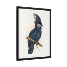 Great Black Cockatoo (Probosciger aterrimus) colored wood-engraved plate by Alexander Francis Lydon