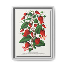 Prunus Triloba flower lithograph. Digitally enhanced from our own original 1900 edition plates of Botanical Specimen published by Rochester Lithographing - NOMADEN ART GALLERY