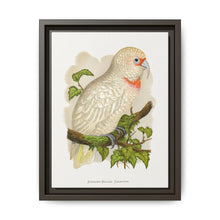 Slender-Billed Cockatoo (Cacatua tenuirostris) colored wood-engraved plate by Alexander Francis Lydon. - NOMADEN ART GALLERY