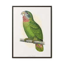 Jamaica Parrot (Amazona collaria) colored wood-engraved plate by Alexander Francis Lydon - NOMADEN ART GALLERY