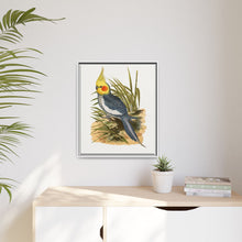 Cockatiel (Nymphicus hollandicus) colored wood-engraved plate by Alexander Francis Lydon