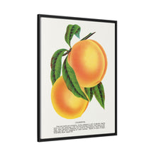 Champion plum lithograph from Botanical Specimen published by Rochester Lithographing