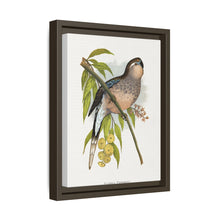 Bourke's Parrakeet (Neopsephotus bourkii) colored wood-engraved plate by Alexander Francis Lydon.