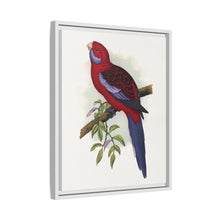 Pennant-Sittich (Platycercus elegans) farbige Holzstichplatte von Alexander Francis Lydon