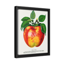 Wolf River apple lithograph. Digitally enhanced from our own original 1900 edition plates of Botanical Specimen published by Rochester Lithographing - NOMADEN ART GALLERY