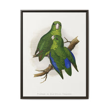 Passerine or Blue-winged Parrakeet (Psittacula columboides) colored wood-engraved plate by Alexander Francis Lydon - NOMADEN ART GALLERY