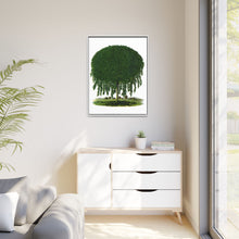 Kilmarnock Weeping Willow tree lithograph. Digitally enhanced from our own original 1900 edition plates of Botanical Specimen published by Rochester Lithographing