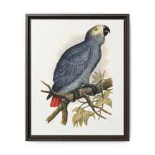 Grey Parrot (Psittacus erithacus) colored wood-engraved plate by Alexander Francis Lydon. - NOMADEN ART GALLERY